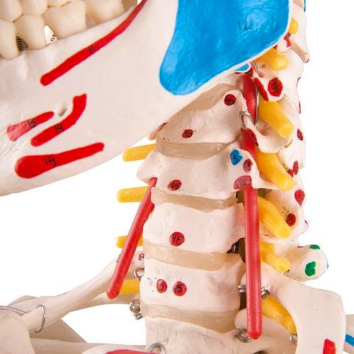 Esqueleto de Lujo con Músculos y Ligamentos con Soporte de Rodillos con Freno 170 cm.