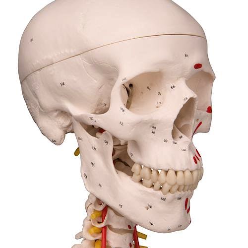Esqueleto de Lujo con Músculos y Ligamentos con Soporte de Rodillos con Freno 170 cm.