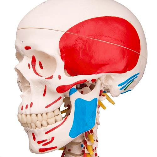 Esqueleto de Lujo con Músculos y Ligamentos con Soporte de Rodillos con Freno 170 cm.