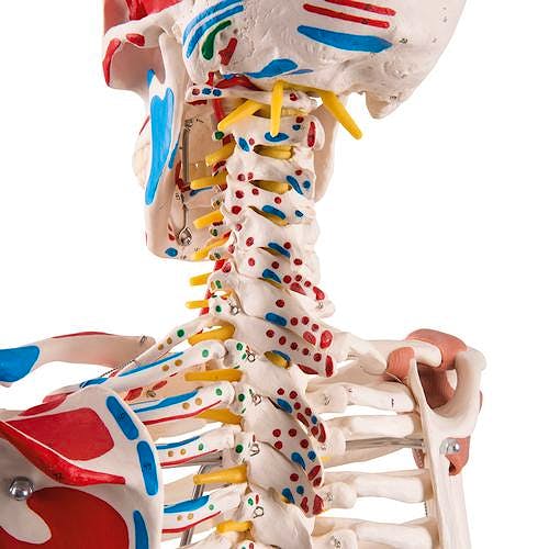 Esqueleto de Lujo con Músculos y Ligamentos con Soporte de Rodillos con Freno 170 cm.