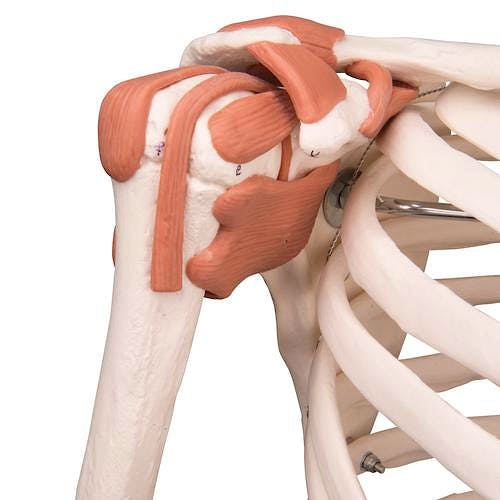 Esqueleto de Lujo con Músculos y Ligamentos con Soporte de Rodillos con Freno 170 cm.