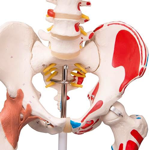 Esqueleto de Lujo con Músculos y Ligamentos con Soporte de Rodillos con Freno 170 cm.