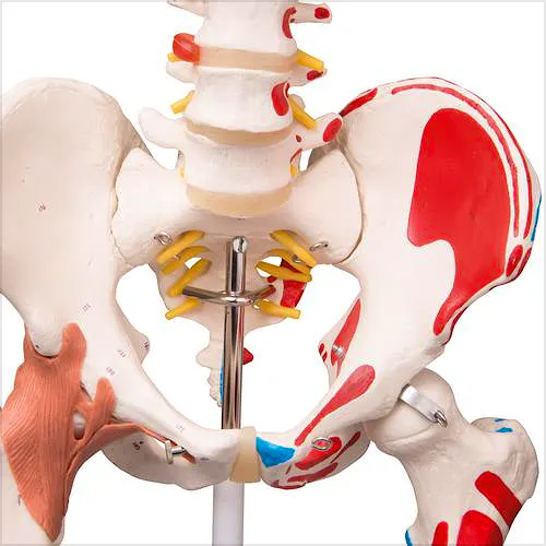 Esqueleto de Lujo con Músculos y Ligamentos con Soporte de Rodillos con Freno 170 cm.
