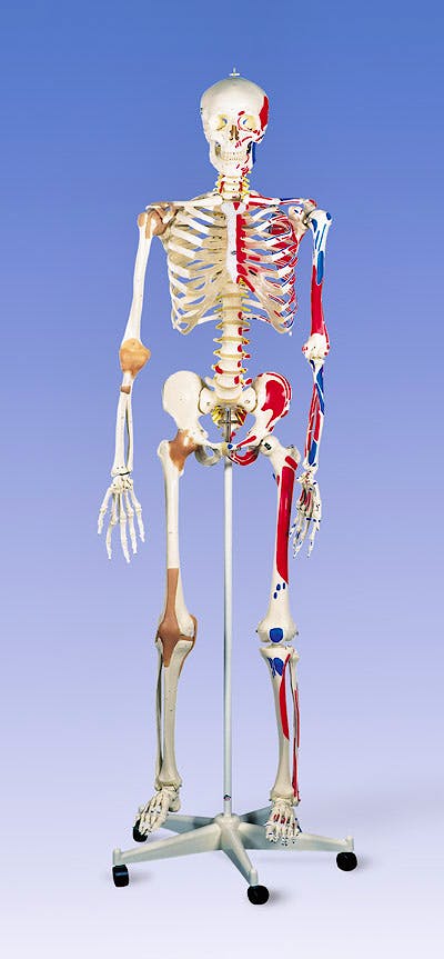 Esqueleto de Lujo con Músculos y Ligamentos con Soporte de Rodillos con Freno 170 cm.