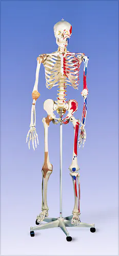 Esqueleto de Lujo con Músculos y Ligamentos con Soporte de Rodillos con Freno 170 cm.