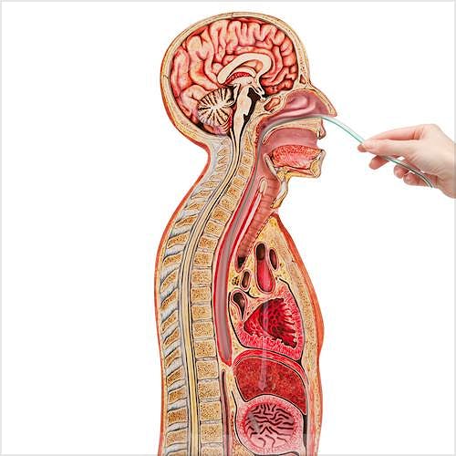 Modelo de Intubación Nasogástrica