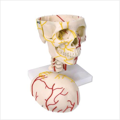 Cráneo Neurovascular