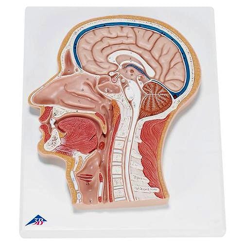 Seccion Mediana de la Cabeza