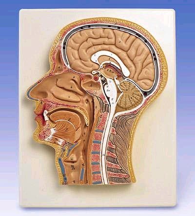 Seccion Mediana de la Cabeza