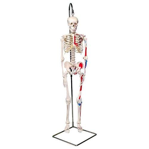Mini Esqueleto Shorty con Músculos Pintados sobre Soporte Colgante
