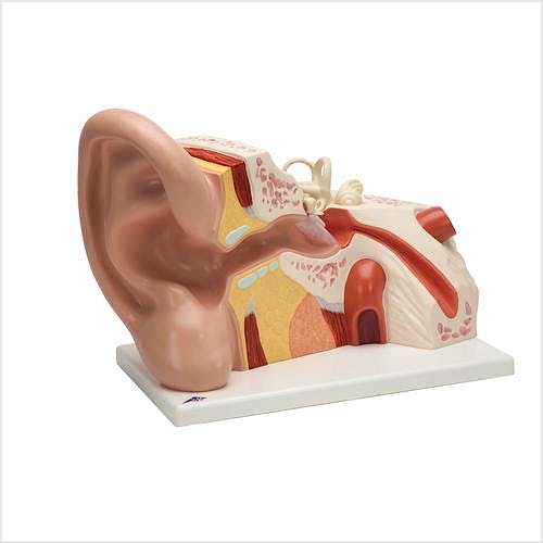 Modelo de Oído (3 Partes)