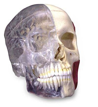 Cráneo Combinado Transparente/Huesos BONElike (8 Piezas)