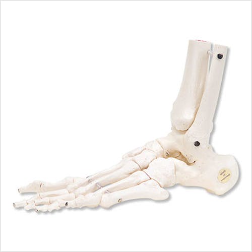 Esqueleto del Pie con Partes de Tibia y Peroné de Montaje Flexible