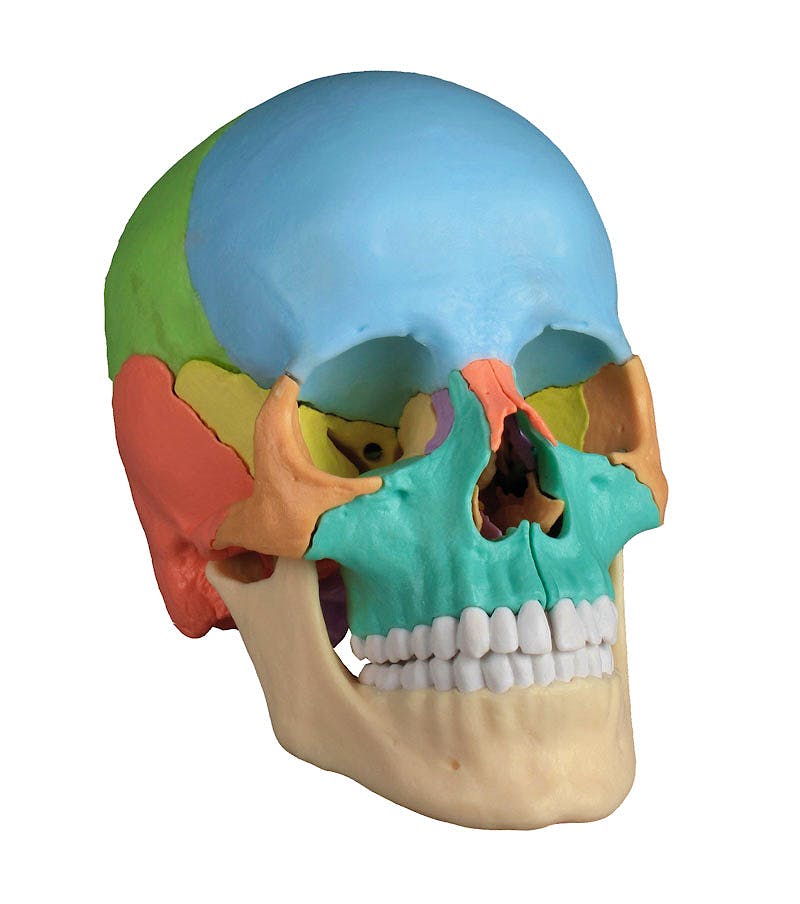Cráneo Desmontable 22 Piezas para Osteopatía - Versión Didáctica (con Imanes)