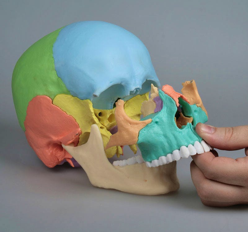 Cráneo Desmontable 22 Piezas para Osteopatía - Versión Didáctica (con Imanes)