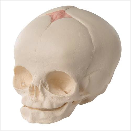 Cráneo Fetal