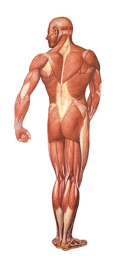 Lámina La Musculatura Humana Posterior, con Rodillos de Madera (formato 84 x 200 cm.)