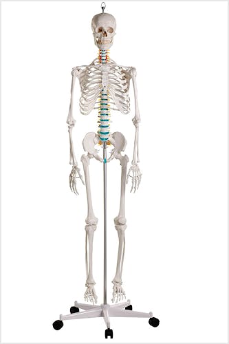 Esqueleto Didáctico "Óscar"