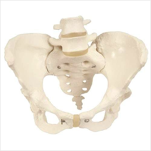 Esqueleto de Pelvis Femenina