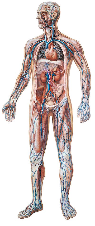 Lamina el Sistema Vascular (84x200 Cm)