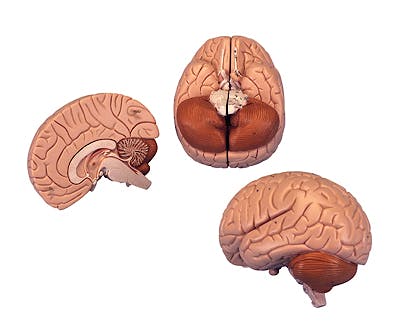Modelos de Cerebro