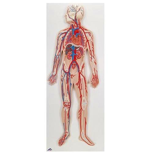 Sistema Circulatorio Humano