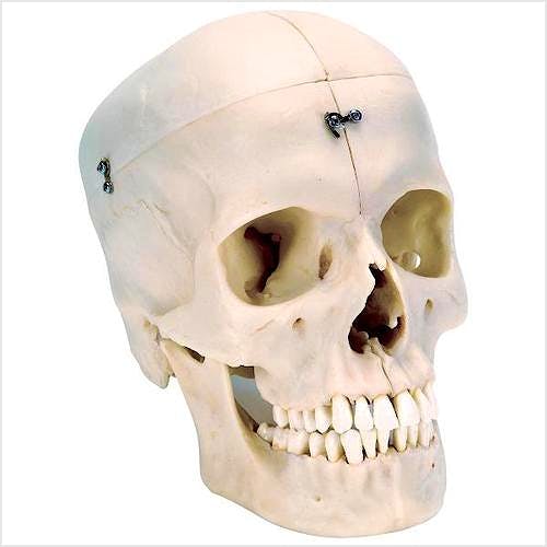 Cráneo 'BONElike' - Cráneo Óseo (6 Partes)