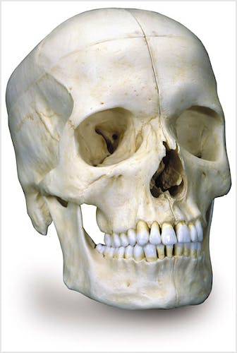 Cráneo 'BONElike' - Cráneo Óseo (6 Partes)