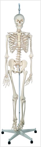 Esqueleto Fisiologico con Soporte Colgante