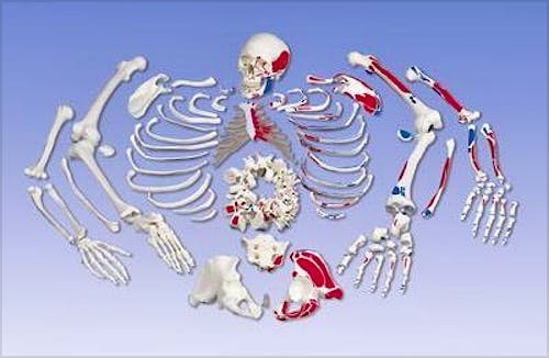 Esqueleto Completo Desarticulado con Craneo de 3 Piezas y Musculos Pintados