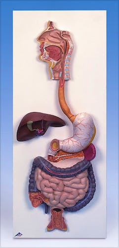 Sistema Digestivo (3 Partes)