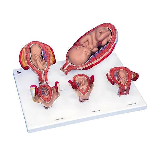 Serie de Embarazo, 5 Modelos
