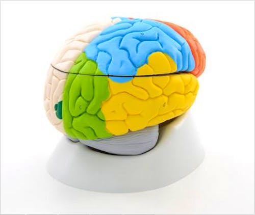 Cerebro Neuroanatómico, 8 Partes