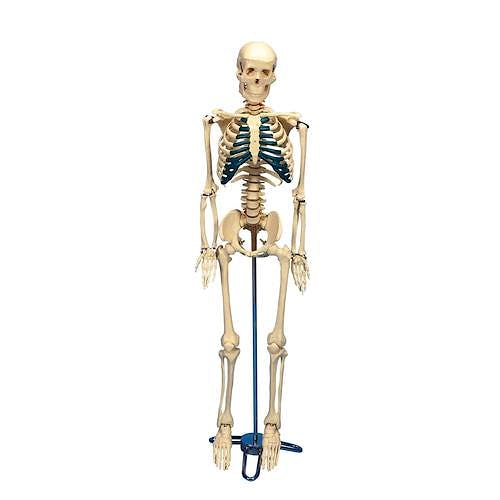 Esqueleto de Sobremesa (sobre Soporte, 84 cm.)