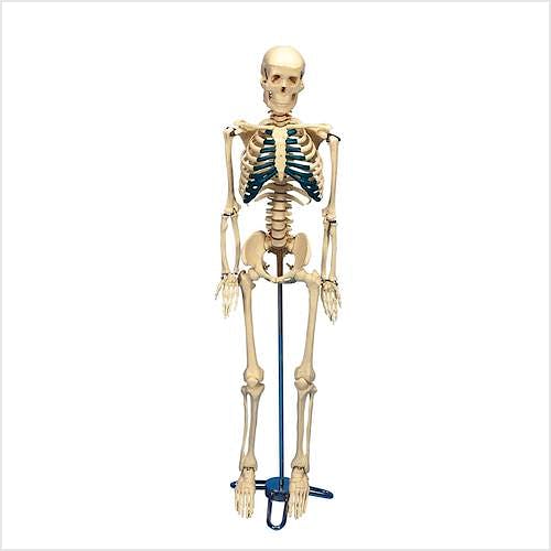 Esqueleto de Sobremesa (sobre Soporte, 84 cm.)