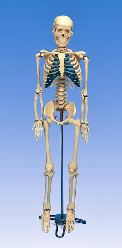Esqueleto de Sobremesa (sobre Soporte, 84 cm.)