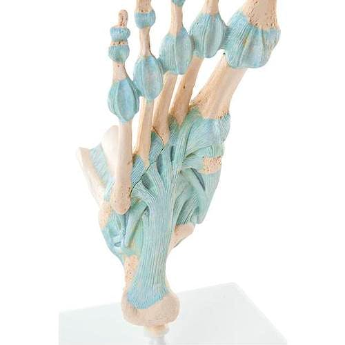 Modelo del Esqueleto del Pie con Ligamentos