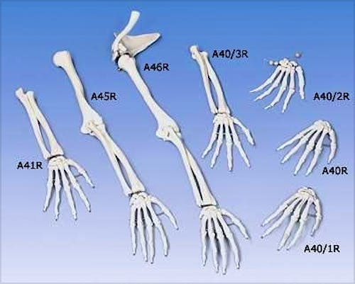 Esqueleto de la Mano con Antebrazo, Flexible