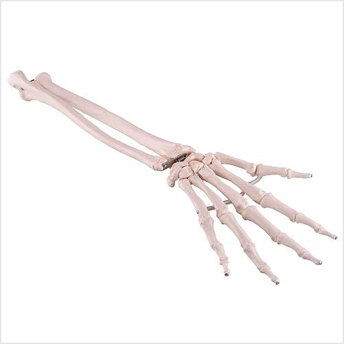 Esqueleto de la Mano con Antebrazo, Flexible