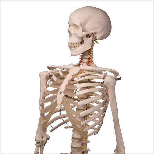 Esqueleto Fred (A15). El Esqueleto Flexible sobre Pie Metálico con 5 Ruedas