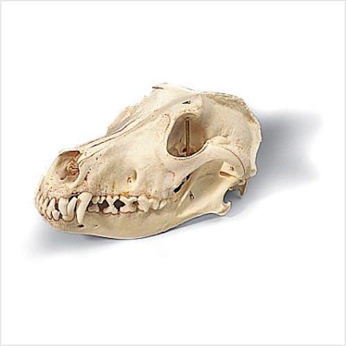 Cráneo de Perro Talla M
