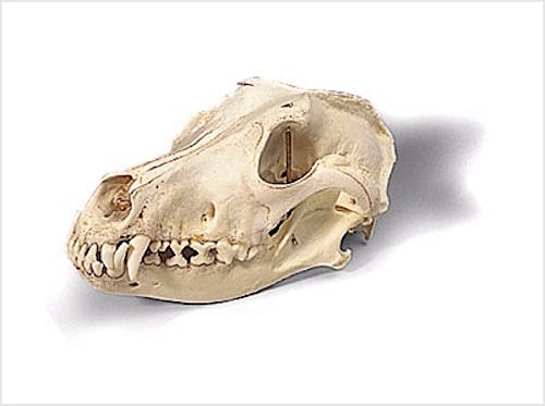Cráneo de Perro Talla M