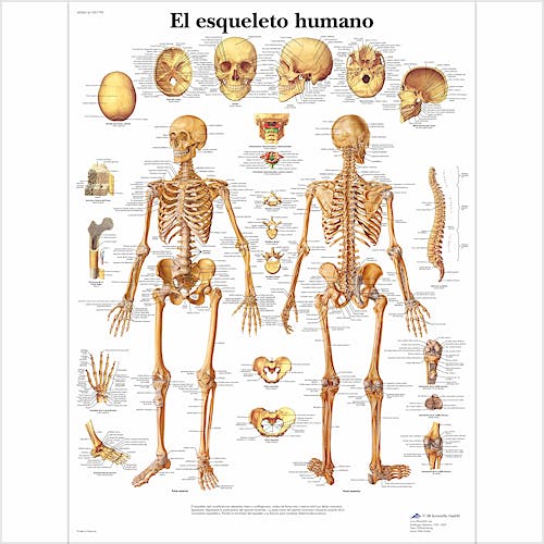 Lámina el Esqueleto Humano (formato 50 x 67 cm)