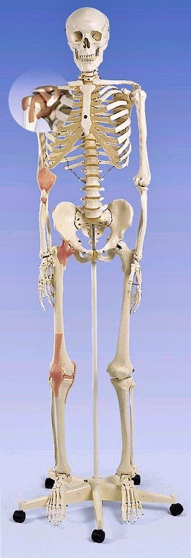 Esqueleto con Ligamentos de Union con Soporte de Rodillos con Freno 170cm.