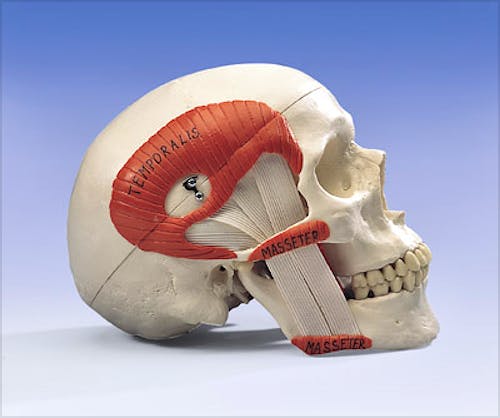 Cráneo Funcional con Musculatura para la Masticación, 2 Partes
