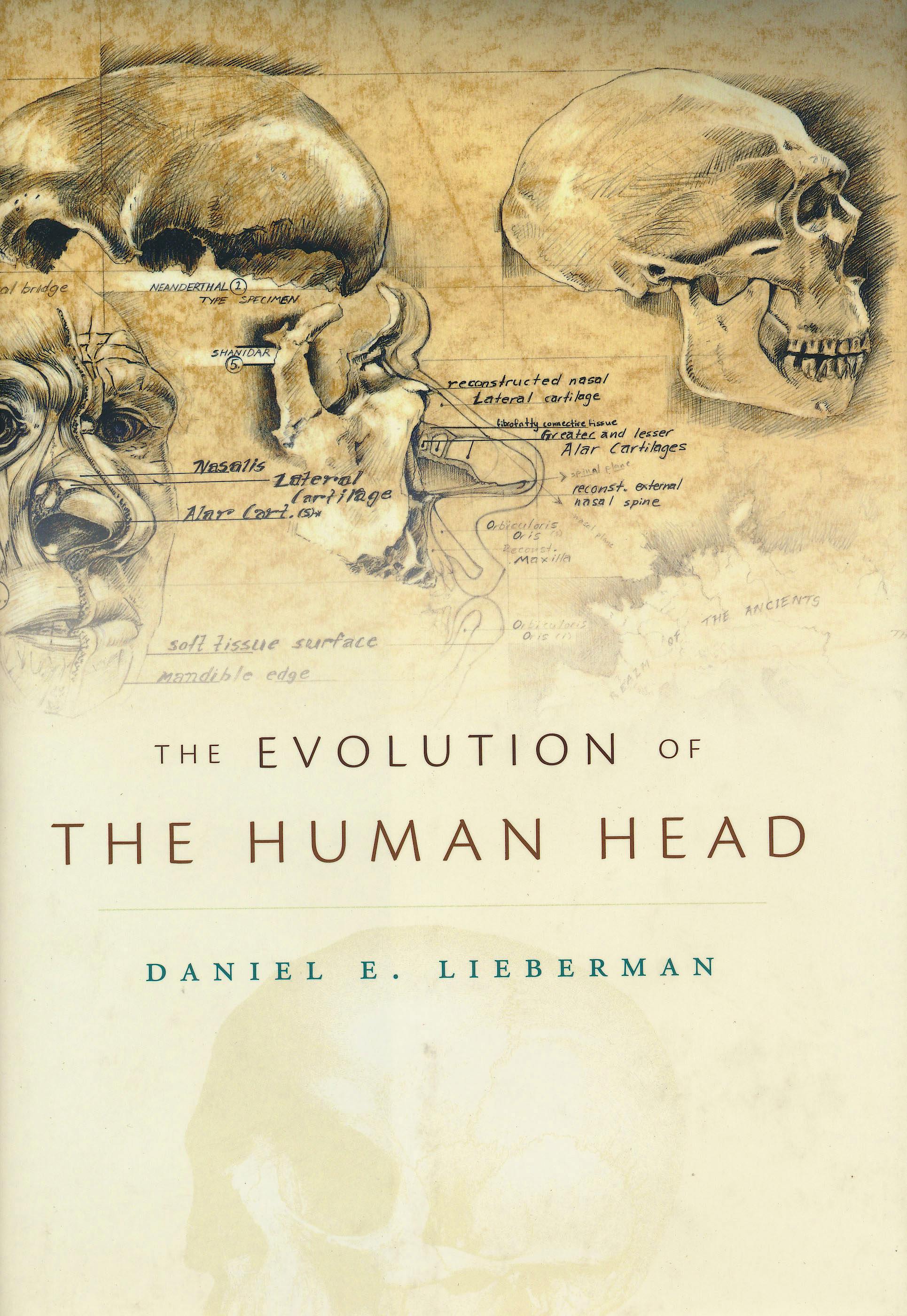 Portada del libro 9780674046368 The Evolution of the Human Head