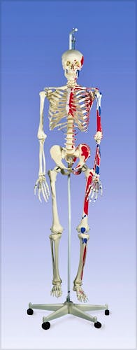 Esqueleto con Musculos con Soporte Colgante 186cm.