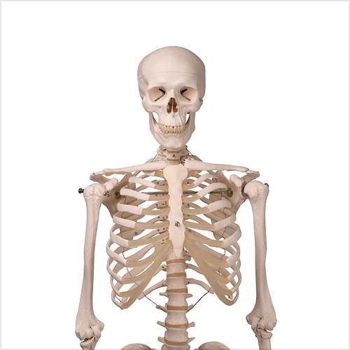 A rayas inquilino roble Esqueleto Estándar con Soporte con Ruedas 170 cm.