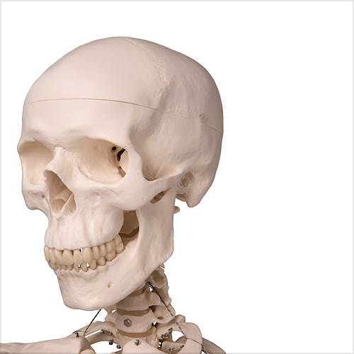 Esqueleto Estándar con Soporte con Ruedas 170 cm.