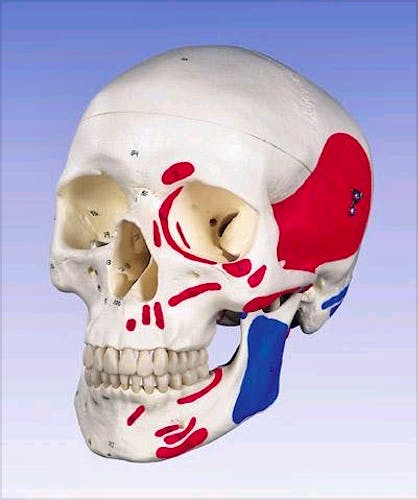 Cráneo con Músculos Pintados y Huesos Numerados, 3 Partes